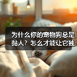 为什么你的宠物狗总是黏人?怎么才能让它独立?(图2) 为什么你的宠物狗总是黏人?怎么才能让它独立?(图2)