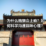 为什么撸猫会上瘾?如何科学沟通猫咪心理?(图1) 为什么撸猫会上瘾?如何科学沟通猫咪心理?(图1)