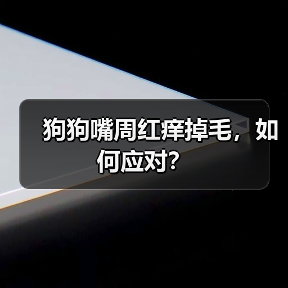 狗狗嘴周红痒掉毛,如何应对?(图3) 狗狗嘴周红痒掉毛,如何应对?(图3)