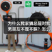 为什么我家猫总是对我男朋友不理不睬？怎么解决？（图3）