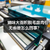 猫咪大面积脱毛露肉但无癣是怎么回事?(图2) 猫咪大面积脱毛露肉但无癣是怎么回事?(图2)