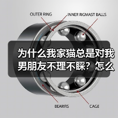 为什么我家猫总是对我男朋友不理不睬？怎么解决？（图4）