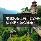 猫咪额头上有小红点是猫癣吗？怎么确定？