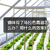 猫咪得了马拉色真菌怎么办？用什么药效果好？