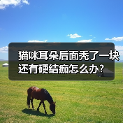 猫咪耳朵后面秃了一块还有硬结痂怎么办？