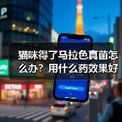 猫咪得了马拉色真菌怎么办?用什么药效果好?(图2) 猫咪得了马拉色真菌怎么办?用什么药效果好?(图2)