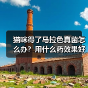 猫咪得了马拉色真菌怎么办?用什么药效果好?(图3) 猫咪得了马拉色真菌怎么办?用什么药效果好?(图3)