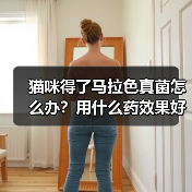 猫咪得了马拉色真菌怎么办?用什么药效果好?(图4) 猫咪得了马拉色真菌怎么办?用什么药效果好?(图4)