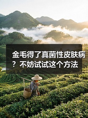 金毛得了真菌性皮肤病?不妨试试这个方法(图4) 金毛得了真菌性皮肤病?不妨试试这个方法(图4)