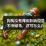 狗狗没有得皮肤病但是不停掉毛，这可怎么办？