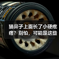 猫鼻子上面长了小硬疙瘩？别怕，可能是这些情况（图1）