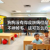狗狗没有得皮肤病但是不停掉毛，这可怎么办？（图4）