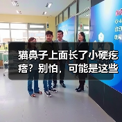 猫鼻子上面长了小硬疙瘩？别怕，可能是这些情况