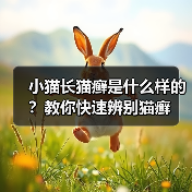小猫长猫癣是什么样的？教你快速辨别猫癣