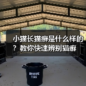 小猫长猫癣是什么样的？教你快速辨别猫癣（图4）