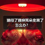 猫得了猫癣耳朵变黑了怎么办？