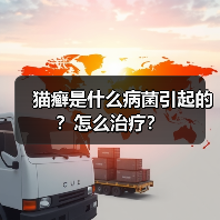 猫癣是什么病菌引起的？怎么治疗？（图3）