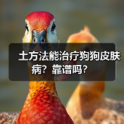 土方法能治疗狗狗皮肤病？靠谱吗？（图4）