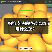 狗狗皮肤病挠破流脓了用什么药?(图2) 狗狗皮肤病挠破流脓了用什么药?(图2)