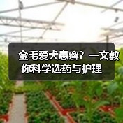 金毛爱犬患癣?一文教你科学选药与护理(图2) 金毛爱犬患癣?一文教你科学选药与护理(图2)