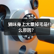 猫咪身上大量掉毛是什么原因?(图3) 猫咪身上大量掉毛是什么原因?(图3)