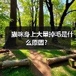猫咪身上大量掉毛是什么原因?(图2) 猫咪身上大量掉毛是什么原因?(图2)