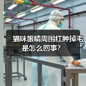 猫咪眼睛周围红肿掉毛是怎么回事？