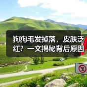 狗狗毛发掉落,皮肤泛红?一文揭秘背后原因(图2) 狗狗毛发掉落,皮肤泛红?一文揭秘背后原因(图2)