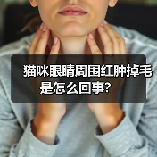 猫咪眼睛周围红肿掉毛是怎么回事?(图4) 猫咪眼睛周围红肿掉毛是怎么回事?(图4)