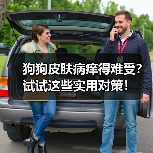 狗狗皮肤病痒得难受？试试这些实用对策！