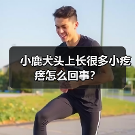 小鹿犬头上长很多小疙瘩怎么回事?(图3) 小鹿犬头上长很多小疙瘩怎么回事?(图3)