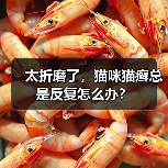 太折磨了,猫咪猫癣总是反复怎么办?(图4) 太折磨了,猫咪猫癣总是反复怎么办?(图4)