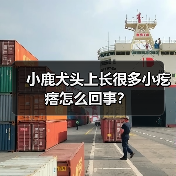 小鹿犬头上长很多小疙瘩怎么回事?(图4) 小鹿犬头上长很多小疙瘩怎么回事?(图4)