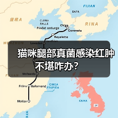猫咪腿部真菌感染红肿不堪咋办？