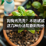 狗狗光秃秃？不妨试试这几种办法帮助狗狗长毛