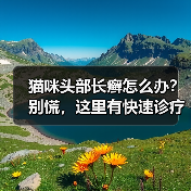 猫咪头部长癣怎么办?别慌,这里有快速诊疗方法(图2) 猫咪头部长癣怎么办?别慌,这里有快速诊疗方法(图2)