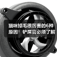 猫咪掉毛很厉害的6种原因!铲屎官必须了解!(图1) 猫咪掉毛很厉害的6种原因!铲屎官必须了解!(图1)