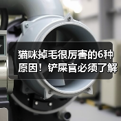 猫咪掉毛很厉害的6种原因!铲屎官必须了解!(图2) 猫咪掉毛很厉害的6种原因!铲屎官必须了解!(图2)