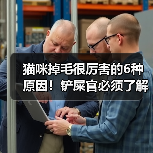 猫咪掉毛很厉害的6种原因!铲屎官必须了解!(图3) 猫咪掉毛很厉害的6种原因!铲屎官必须了解!(图3)