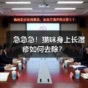 急急急！猫咪身上长湿疹如何去除？