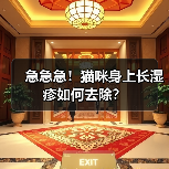 急急急!猫咪身上长湿疹如何去除?(图4) 急急急!猫咪身上长湿疹如何去除?(图4)