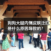狗狗大腿内侧皮肤泛红是什么原因导致的？（图4）