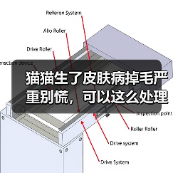 猫猫生了皮肤病掉毛严重别慌，可以这么处理！