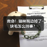 救命!猫咪嘴边掉了一块毛怎么回事?(图2) 救命!猫咪嘴边掉了一块毛怎么回事?(图2)
