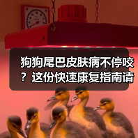 狗狗尾巴皮肤病不停咬?这份快速康复指南请收好!(图2) 狗狗尾巴皮肤病不停咬?这份快速康复指南请收好!(图2)