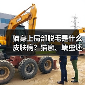 猫身上局部脱毛是什么皮肤病？猫癣、螨虫还是湿疹？