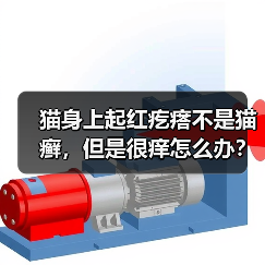 猫身上起红疙瘩不是猫癣，但是很痒怎么办？（图3）
