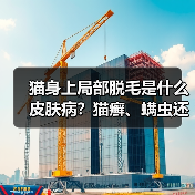 猫身上局部脱毛是什么皮肤病？猫癣、螨虫还是湿疹？（图4）