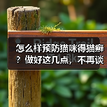 怎么样预防猫咪得猫癣？做好这几点，不再谈“癣”色变！（图4）