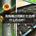 狗狗嘴巴周围红红的用什么药治疗？（图2）
